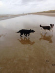 Zoey lekker rennen op het strand!